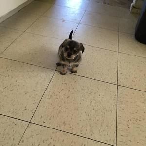 Meet your Posher, Saul